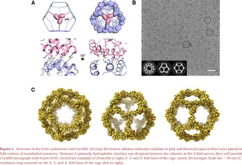 Protein nanocage architectures for the delivery of  .